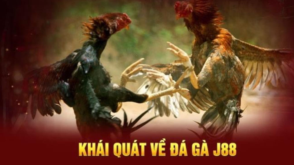 Lưu ý khi tham gia vào J88 đá gà